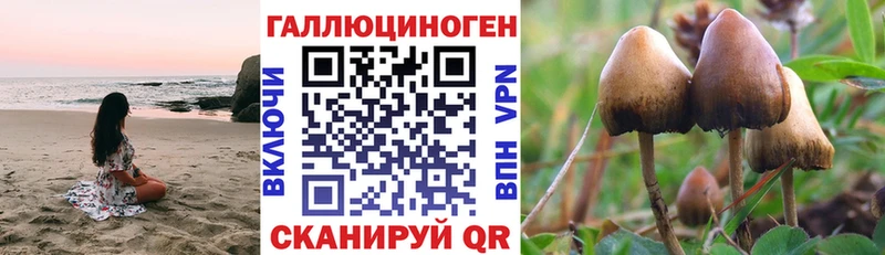 блэк спрут как зайти  Сегежа  Псилоцибиновые грибы GOLDEN TEACHER 